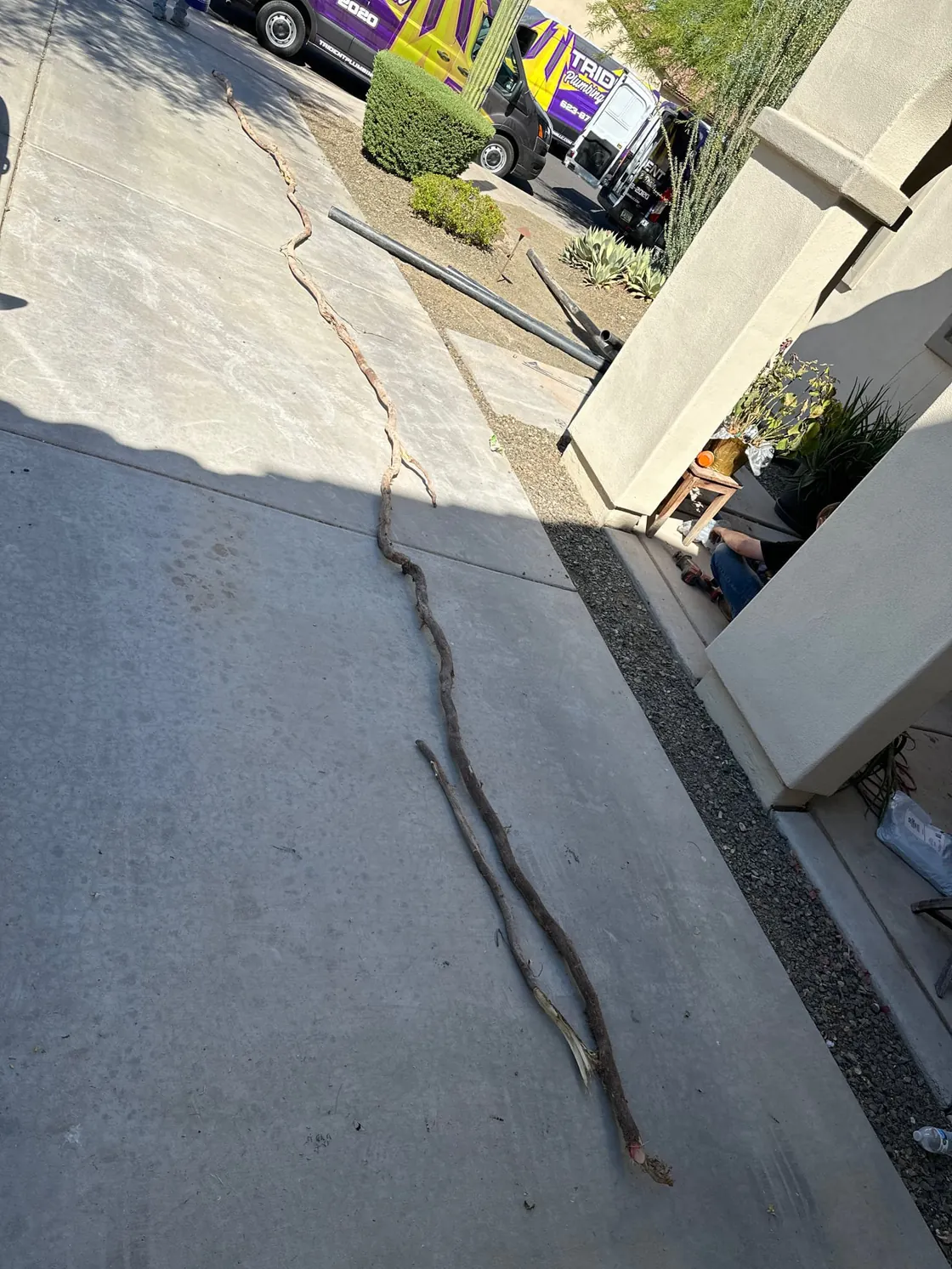 A long removed root laid out on a concrete driveway